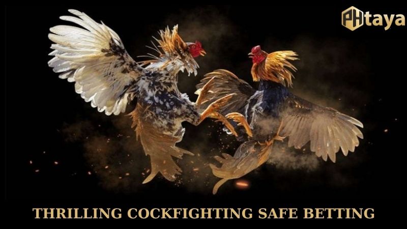 Thrilling Phtaya cockfighting safe betting